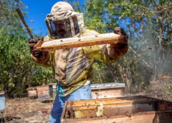 Las abejas ponen a Yucatán en la cima del sector apícola nacional