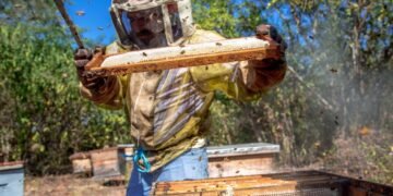 Las abejas ponen a Yucatán en la cima del sector apícola nacional