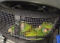 Descubren cruel tráfico de aves en la frontera norte: ¡escondían pericos vivos en una llanta!