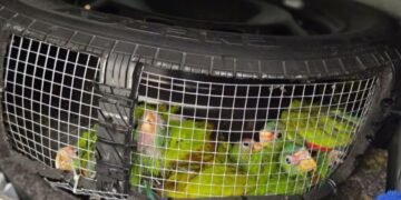Descubren cruel tráfico de aves en la frontera norte: ¡escondían pericos vivos en una llanta!