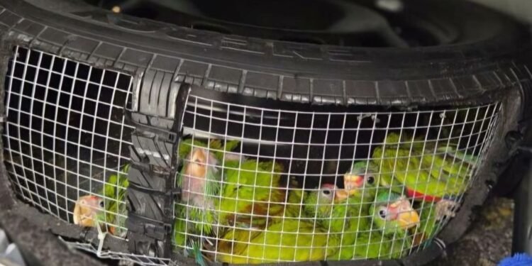 Descubren cruel tráfico de aves en la frontera norte: ¡escondían pericos vivos en una llanta!