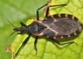 ¿Picadura de chinche besucona? Alertan autoridades por enfermedad de Chagas