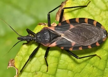 ¿Picadura de chinche besucona? Alertan autoridades por enfermedad de Chagas