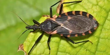 ¿Picadura de chinche besucona? Alertan autoridades por enfermedad de Chagas