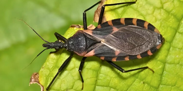 ¿Picadura de chinche besucona? Alertan autoridades por enfermedad de Chagas