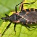 ¿Picadura de chinche besucona? Alertan autoridades por enfermedad de Chagas