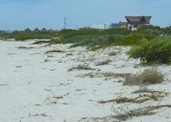 ¿Pueden las dunas salvar las playas de Yucatán? Este proyecto busca lograrlo