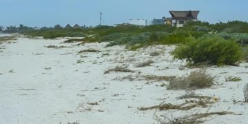¿Pueden las dunas salvar las playas de Yucatán? Este proyecto busca lograrlo