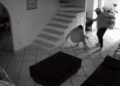 Tras años de silencio, mujer difunde video y denuncia violencia familiar; autoridades intervienen en Morelos