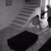 Tras años de silencio, mujer difunde video y denuncia violencia familiar; autoridades intervienen en Morelos