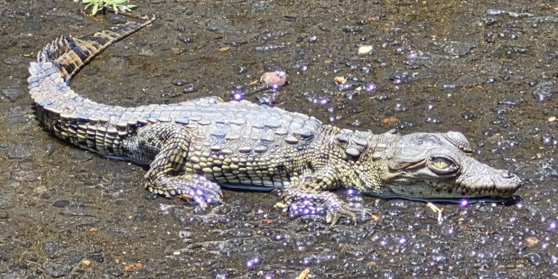 ¡Sorpresa en CDMX! Rescatan cocodrilo dentro de una coladera en Coyoacán