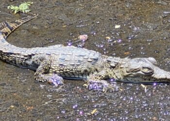 ¡Sorpresa en CDMX! Rescatan cocodrilo dentro de una coladera en Coyoacán