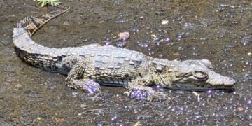 ¡Sorpresa en CDMX! Rescatan cocodrilo dentro de una coladera en Coyoacán