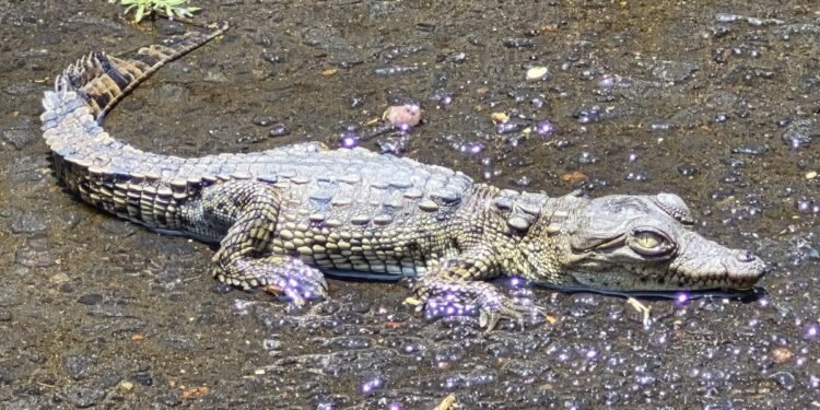 ¡Sorpresa en CDMX! Rescatan cocodrilo dentro de una coladera en Coyoacán