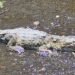 ¡Sorpresa en CDMX! Rescatan cocodrilo dentro de una coladera en Coyoacán