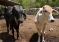 ¡Ya nacieron! Primeros becerros por inseminación artificial marcan avance ganadero en Sucilá