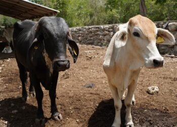 ¡Ya nacieron! Primeros becerros por inseminación artificial marcan avance ganadero en Sucilá
