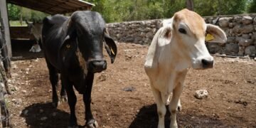 ¡Ya nacieron! Primeros becerros por inseminación artificial marcan avance ganadero en Sucilá