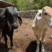 ¡Ya nacieron! Primeros becerros por inseminación artificial marcan avance ganadero en Sucilá