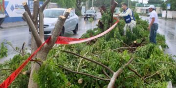 ¡Le arrancan la sombra a Mérida! Talan siete árboles y el caso ya llegó a la Fiscalía