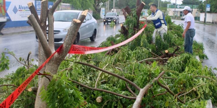 ¡Le arrancan la sombra a Mérida! Talan siete árboles y el caso ya llegó a la Fiscalía