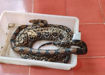 Ya son 33 los casos de mordeduras en Yucatán; autoridades explican qué hacer y qué evitar