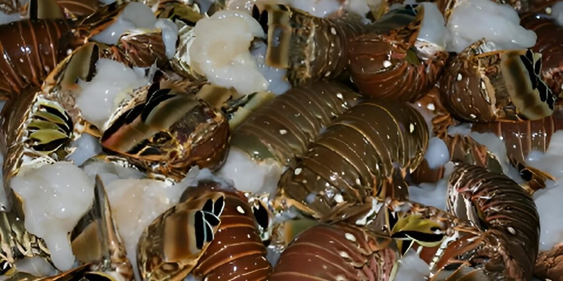 Cuenta regresiva para la langosta; mercados internacionales esperan la pesca yucateca