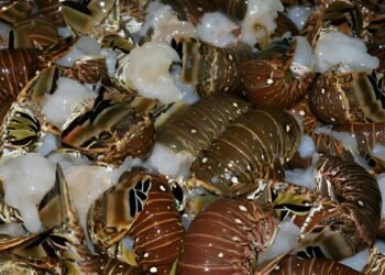 Cuenta regresiva para la langosta; mercados internacionales esperan la pesca yucateca