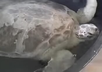 Milagro marino: “Verdín”, la tortuga de 135 kilos que venció a la muerte