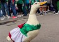 ¿Nace una nueva estrella? Juanita, la patita que le roba reflectores a Merlín y al Mundial