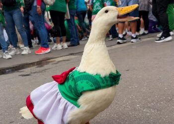 ¿Nace una nueva estrella? Juanita, la patita que le roba reflectores a Merlín y al Mundial