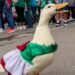 ¿Nace una nueva estrella? Juanita, la patita que le roba reflectores a Merlín y al Mundial