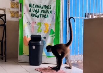 ¡El salón de clases más salvaje de Yucatán! “Mónica”, la mona araña que se volvió la alumna más querida de Tizimín