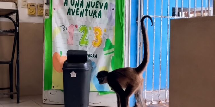¡El salón de clases más salvaje de Yucatán! “Mónica”, la mona araña que se volvió la alumna más querida de Tizimín
