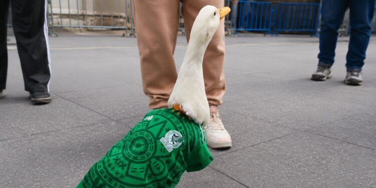 De vender aguas en la calle a convertirse en estrella: el inesperado fenómeno de Merlín, el pato mundialista