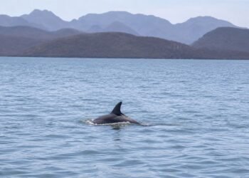 “Salvemos a Pechocho”: crece movimiento contra planta de amoniaco en Topolobampo