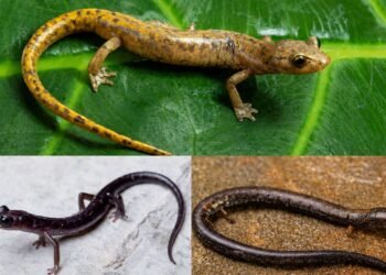 Increíble hallazgo en Oaxaca; identifican tres especies que la ciencia desconocía