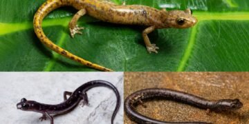 Increíble hallazgo en Oaxaca; identifican tres especies que la ciencia desconocía