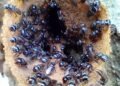 ¿Puede sobrevivir el territorio maya sin sus abejas? El caso llega a la SCJN