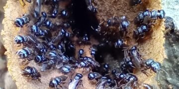 ¿Puede sobrevivir el territorio maya sin sus abejas? El caso llega a la SCJN