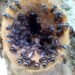 ¿Puede sobrevivir el territorio maya sin sus abejas? El caso llega a la SCJN