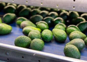 ¿Por qué sube el aguacate? José Eduardo López Portillo apunta a los problemas estructurales de la economía