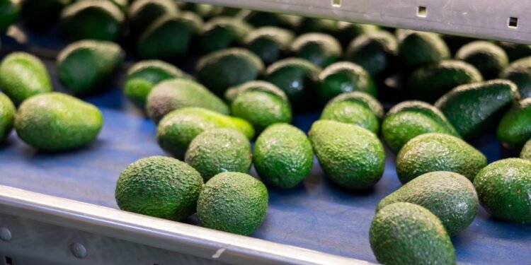 ¿Por qué sube el aguacate? José Eduardo López Portillo apunta a los problemas estructurales de la economía