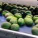 ¿Por qué sube el aguacate? José Eduardo López Portillo apunta a los problemas estructurales de la economía