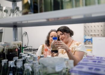 Hasta 500 mil pesos para investigación: así puedes acceder al apoyo