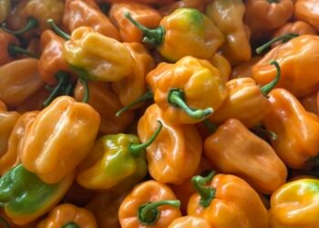 Yucatán sazona sus exportaciones con chile habanero: va por nuevos mercados