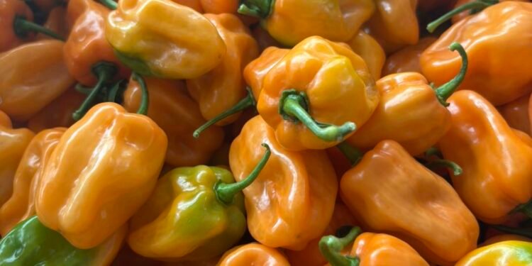 Yucatán sazona sus exportaciones con chile habanero: va por nuevos mercados