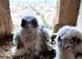 Halcones peregrinos que nacieron en las alturas de la Sagrada Familia ya volaron lejos del nido