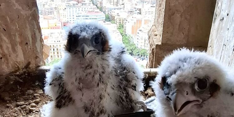 Halcones peregrinos que nacieron en las alturas de la Sagrada Familia ya volaron lejos del nido