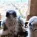 Halcones peregrinos que nacieron en las alturas de la Sagrada Familia ya volaron lejos del nido